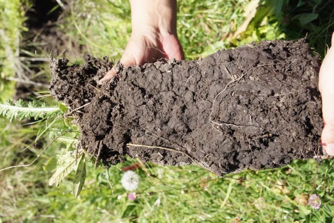 网购平台"非法买卖黑土",0.5元~1元甩卖,有人凭此一夜赚10万