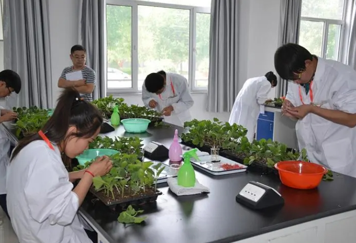 新学期再添"废物品种",农校学生脑洞大开,尝试甘蓝和白菜杂交