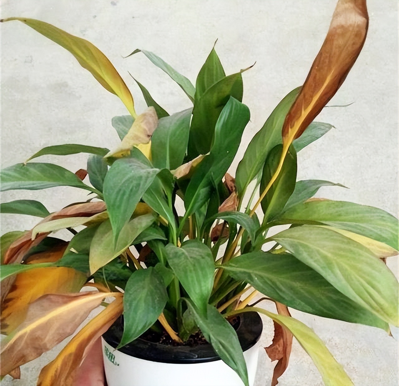 一帆风顺叶子发黄是什么原因