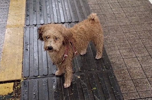 菜市场捡到一只流浪泰迪,满身泥像怪物,洗完澡颜值令人惊艳