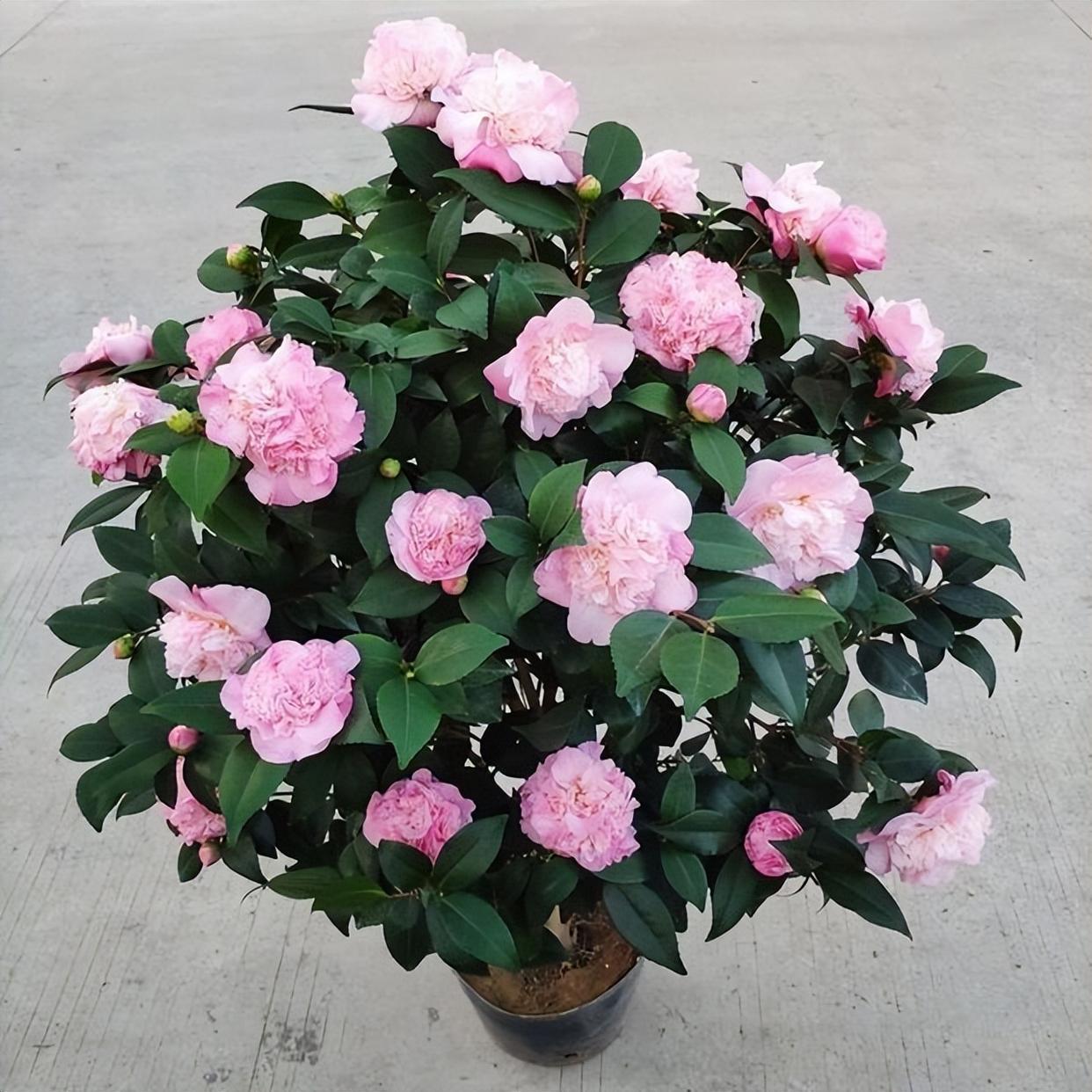 养盆"香妃"茶花,开花繁多,香味浓郁,关键是易养活,适合小白