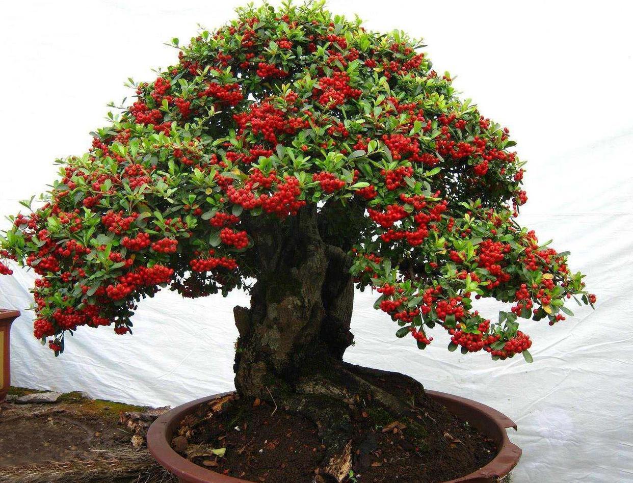 农村山上的1种树,人称"红子刺",是很好的盆景树,一起来看看