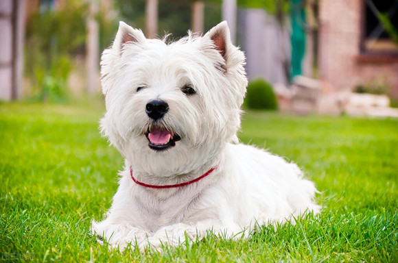 西高地犬的优缺点:这3个"缺点",看完劝你千万别养西高地!