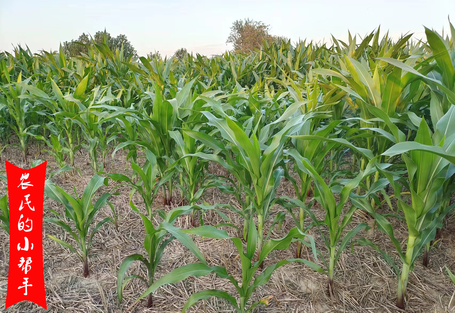 同一株玉米,有人说8叶,有人说10叶,差别在哪?数错有啥影响?