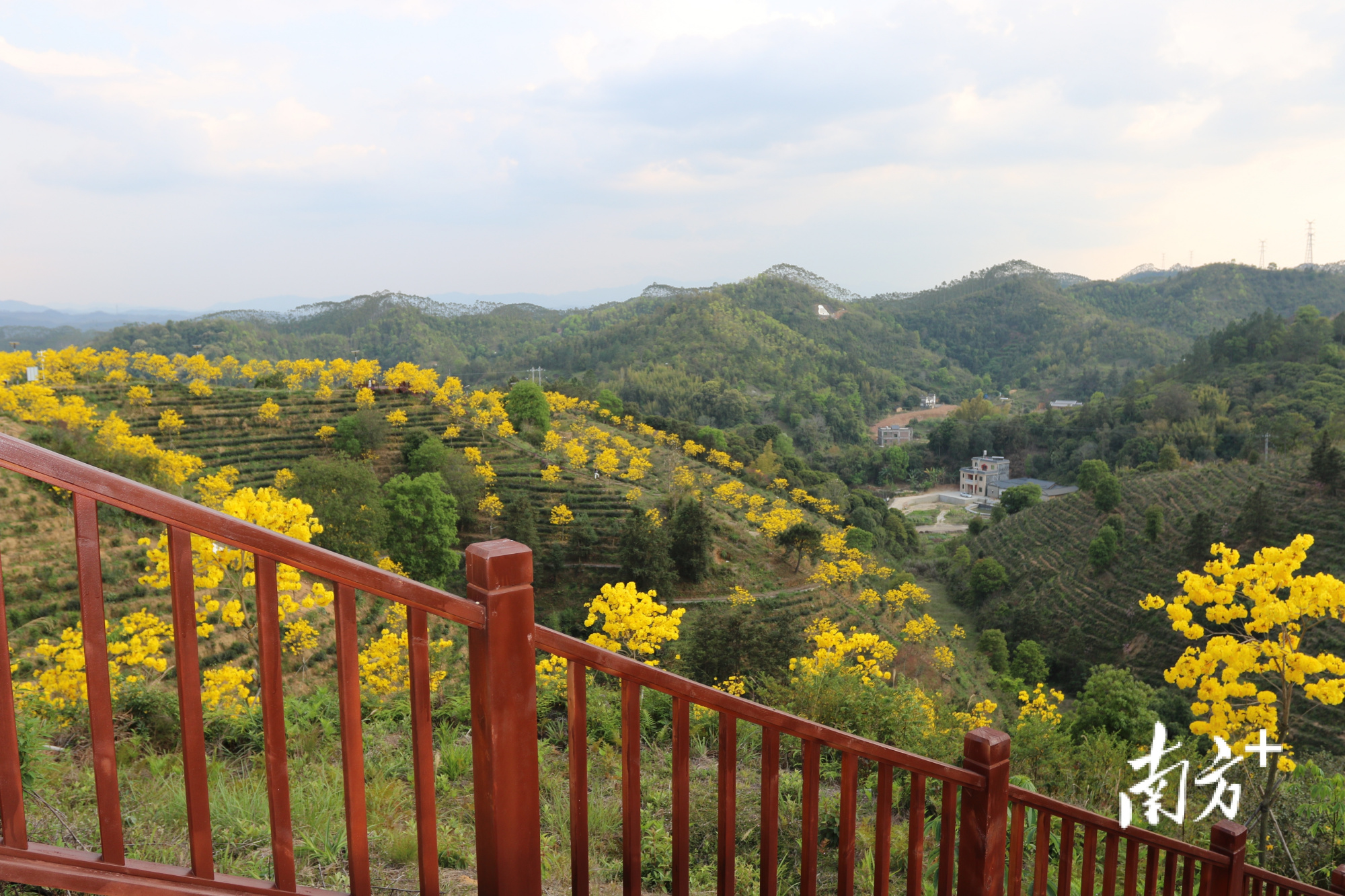 紫金客茶谷近期每日游人近千 紫金全域旅游新格局雏形初现