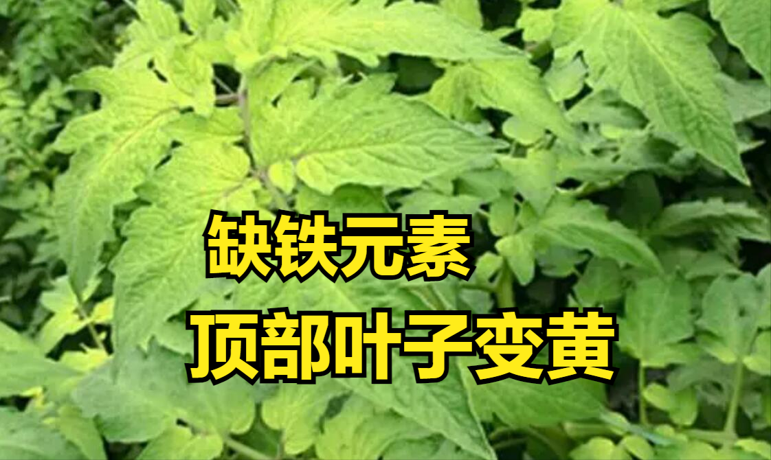 番茄黄叶图片与防治图片