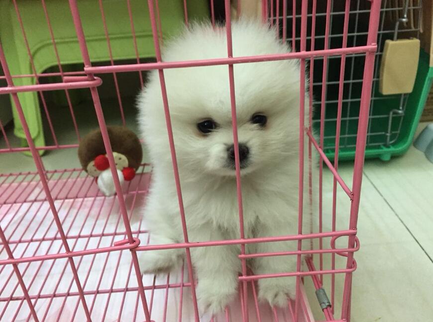 博美犬"孤单"的表现,占2个以上,就要陪陪它了!