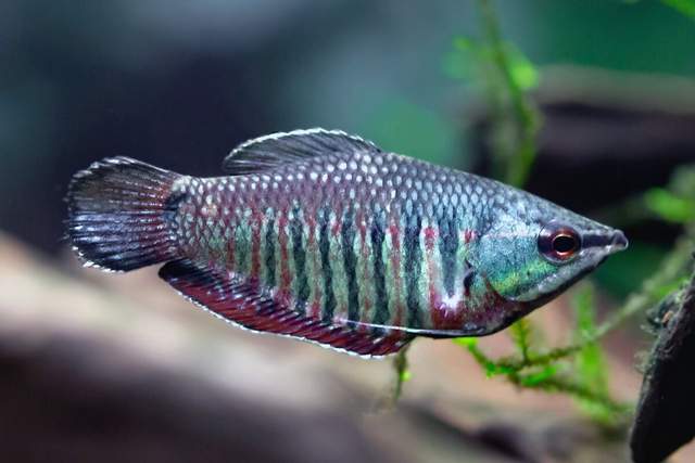 来自印尼婆罗洲的瑰宝"韦兰提飞船鱼sphaerichthys vaillanti"