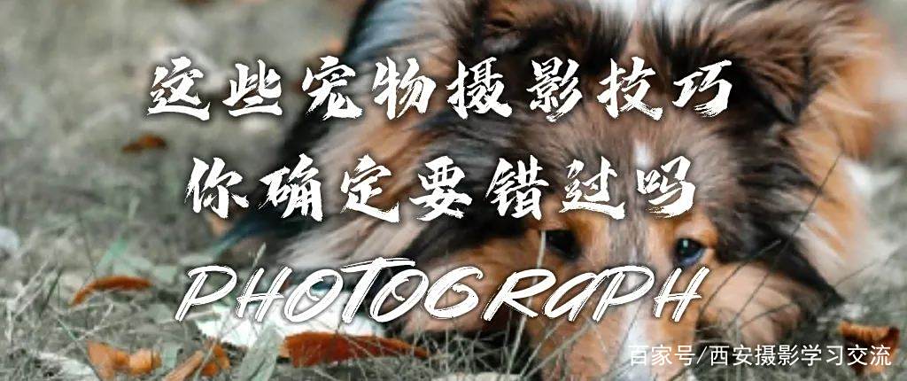 带宠物旅行拍照技巧图解说(带宠物旅行拍照技巧图解说文案)