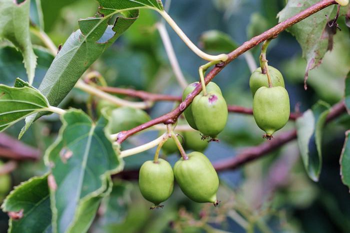 有空地别荒废,种上一公一母,果实挂满枝头,营养好价值高