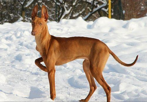 法老王猎犬王犬图片