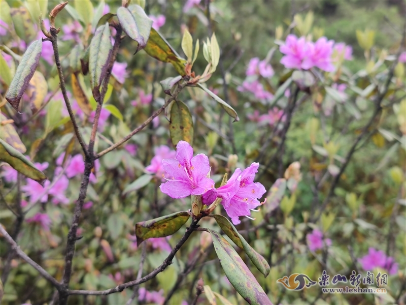 美了!金口河鹿咡坪的转转花开了!