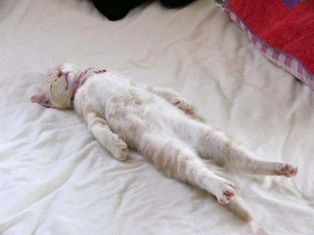 猫咪奇怪睡姿你见过几种?这样睡才是真的信任你,铲屎官一定要懂