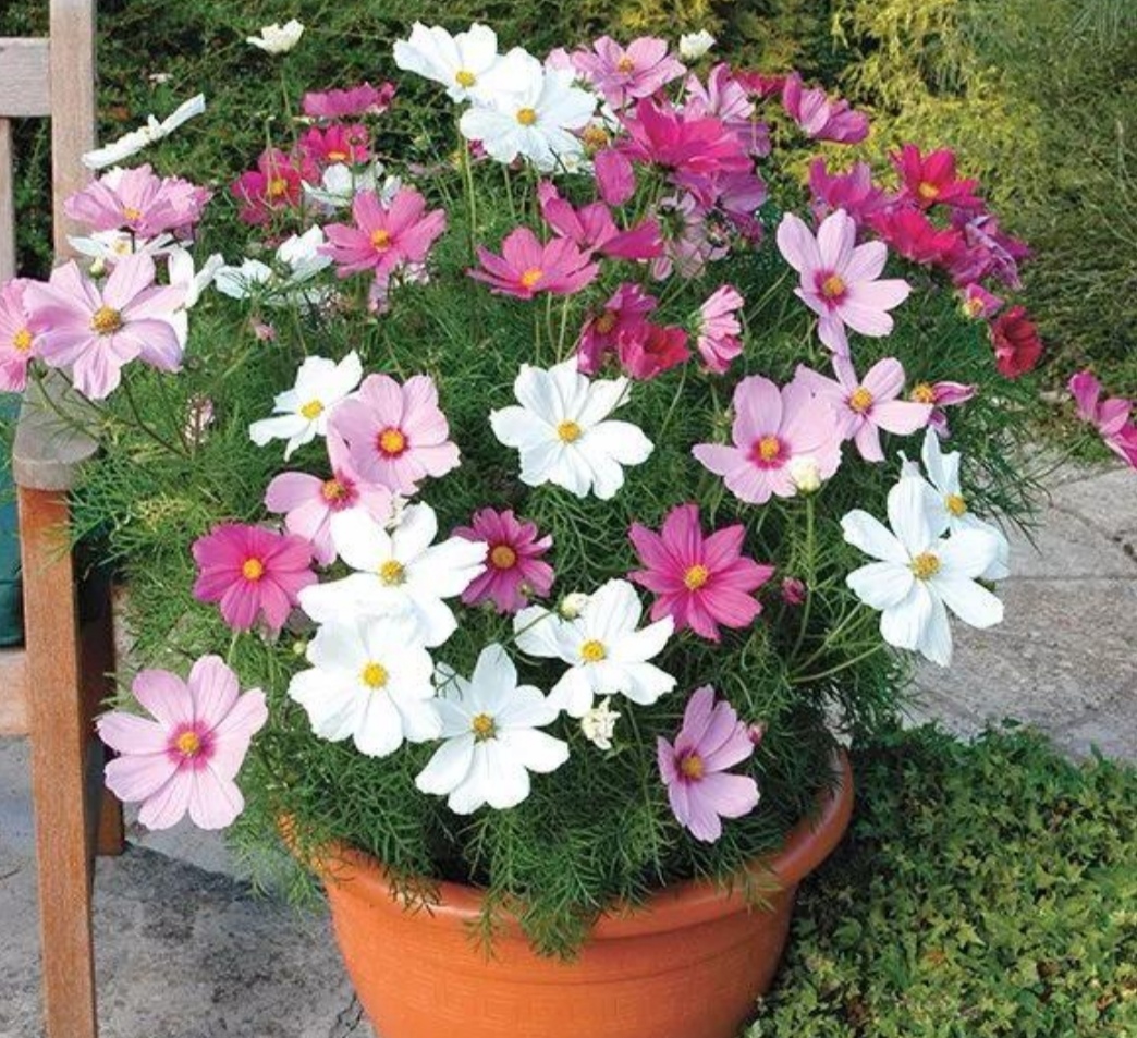 院子适合养2种漂亮花,粗放管理也能开花成片,打造出美丽小花园