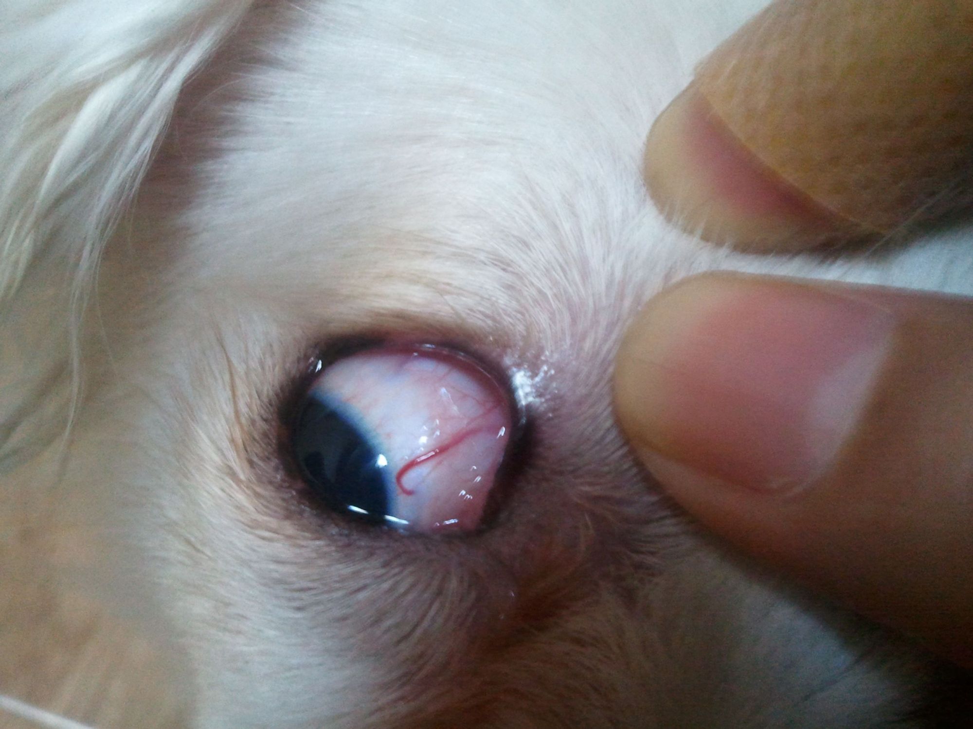 狗狗眼睛里有线虫怎么办?怎么处理