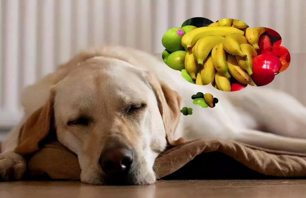 狗狗营养不良怎么办?这样吃就对了!