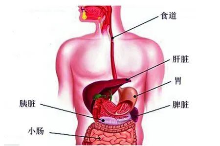 脾窝位置示意图图片