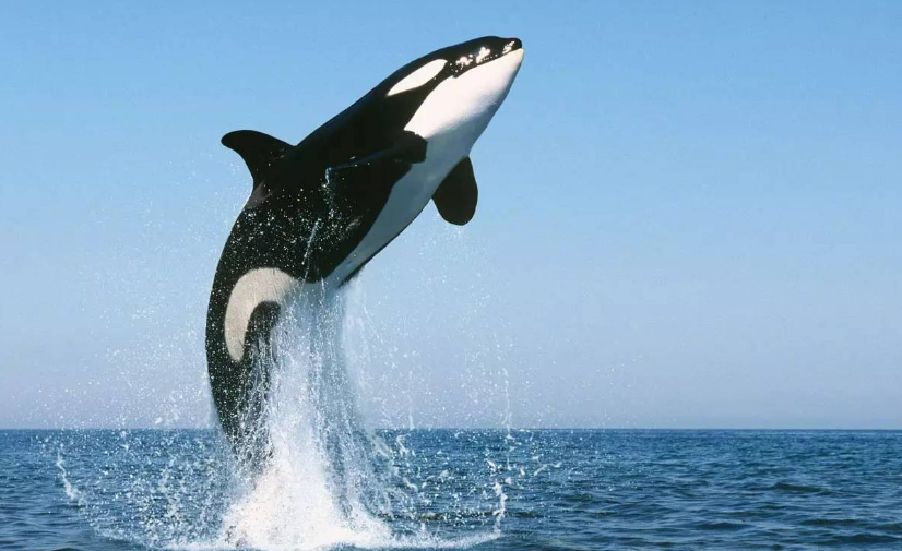 日本为何坚持捕杀鲸鱼?并非为吃肉,真正意图值得世界各国警惕