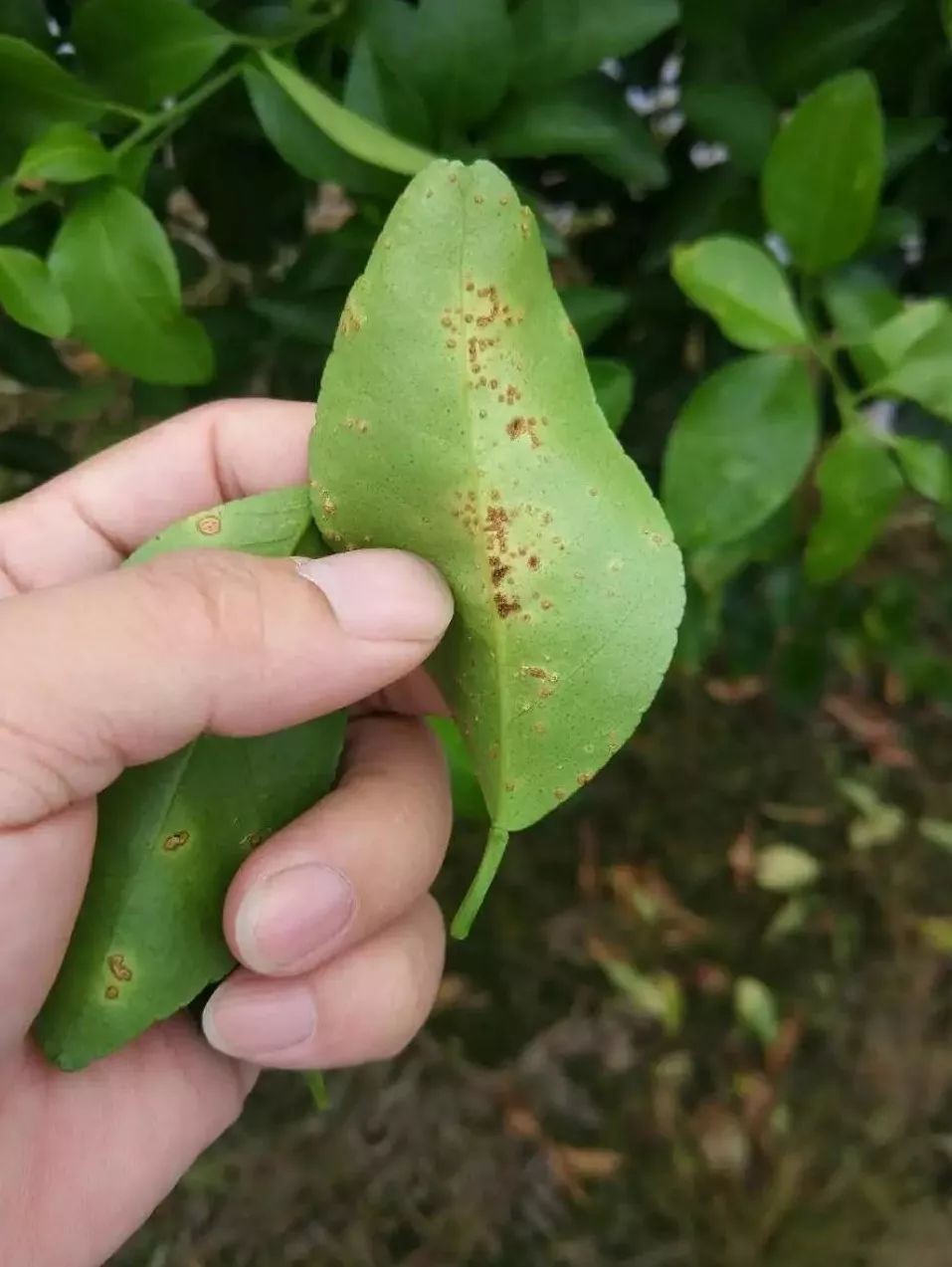 柑橘线虫危害症状图片图片