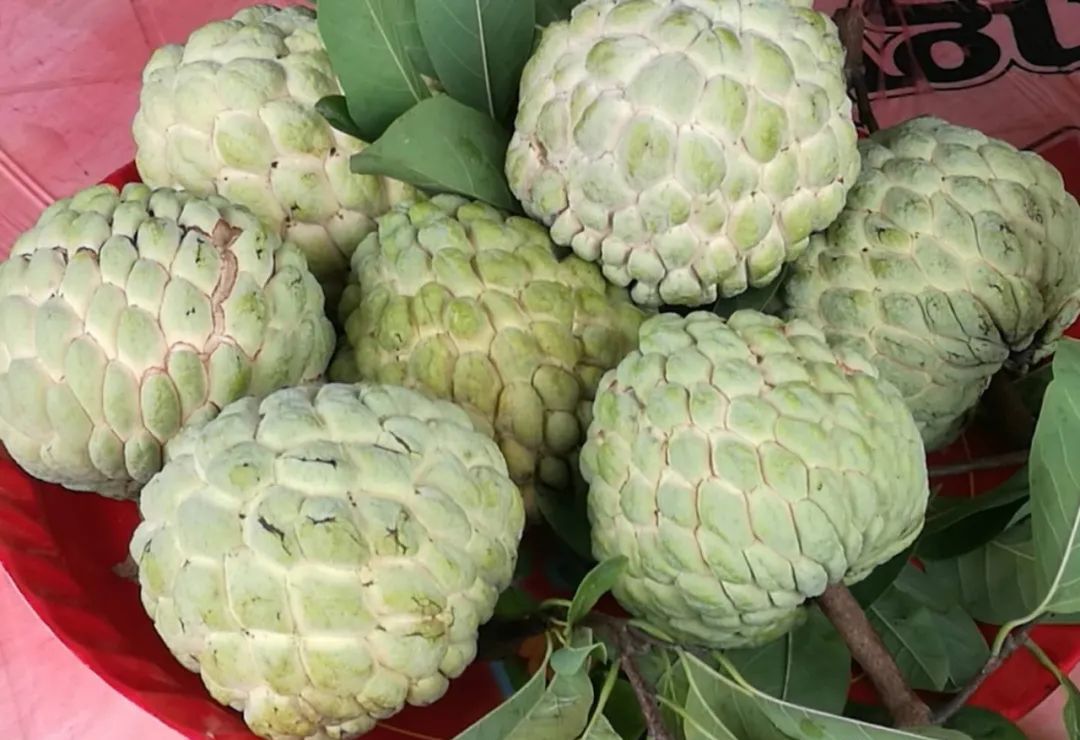 潮汕的林檎已陆续上市,量价与去年持平