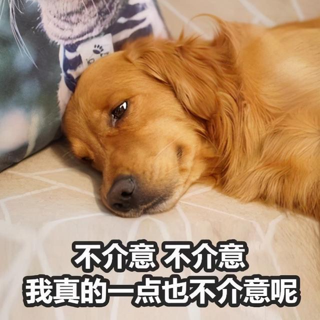 养过狗的人都劝你不要养母狗