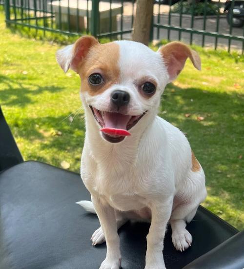 吉娃娃值得入手吗?最好先了解这几个优缺点,才不至于后悔