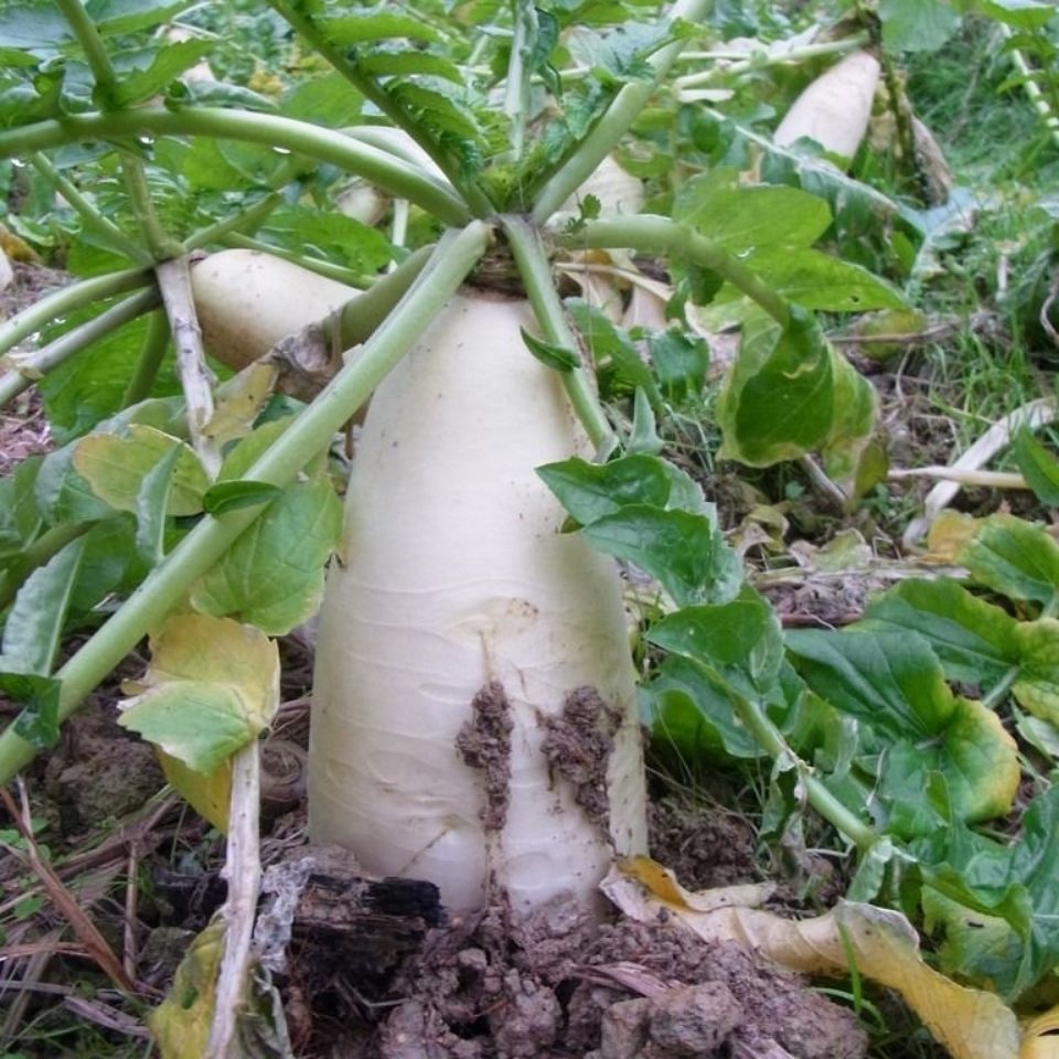 冬季白萝卜怎么使用肥料?冬季白萝卜施肥方案分享