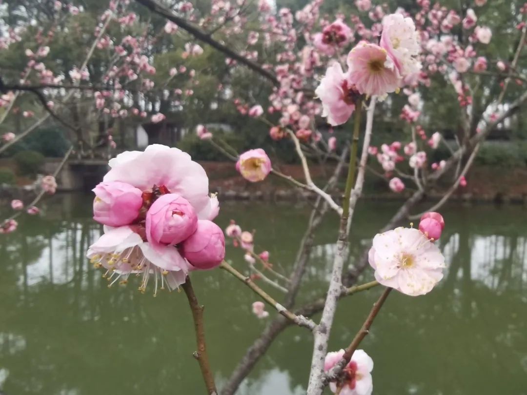 江西大余梅花大观园图片