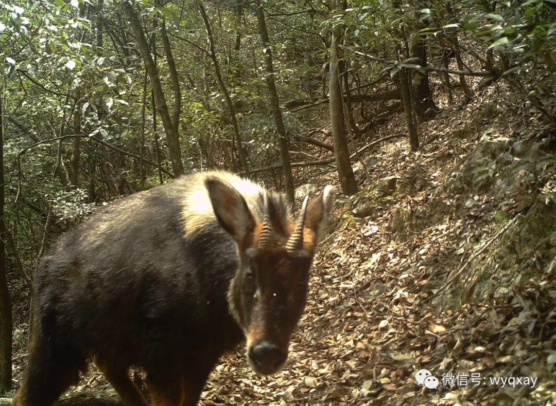 推荐|云南保山拍到珍稀野生动物云猫，正脸照曝光！网友：像豹子也像猫咪