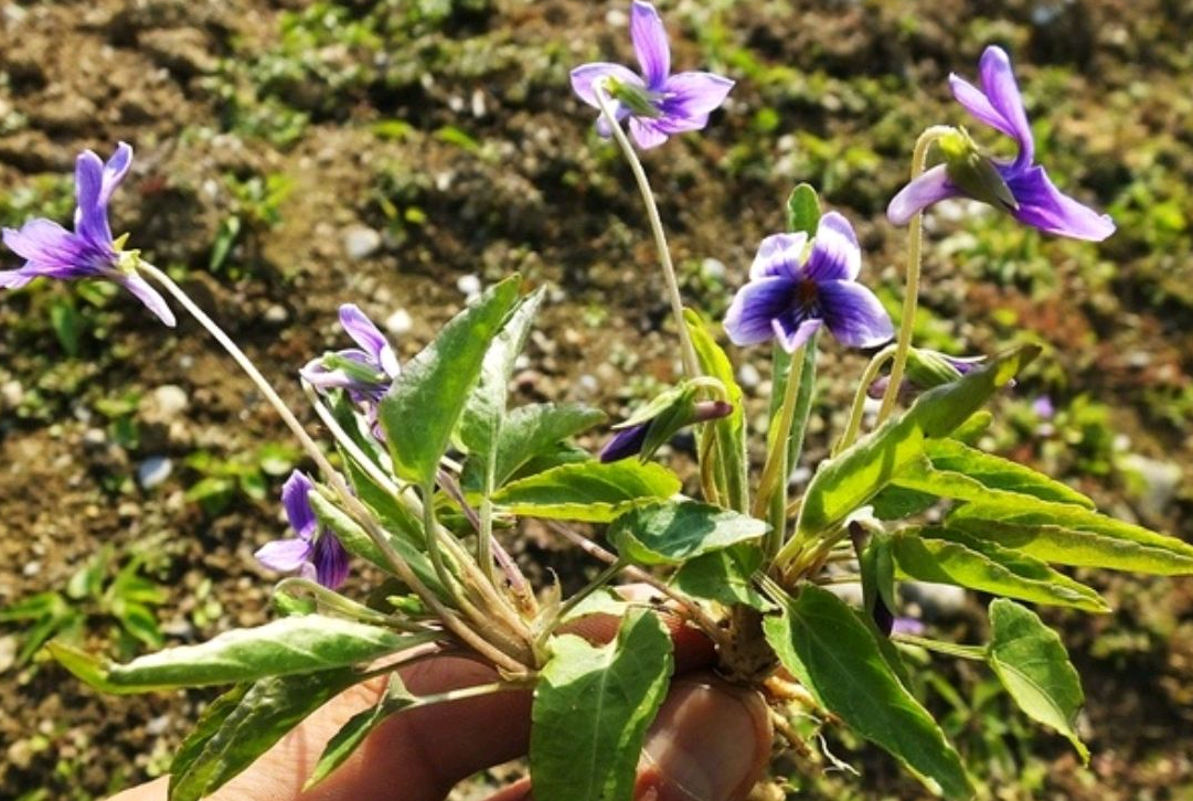 紫花丁草功效与图片图片