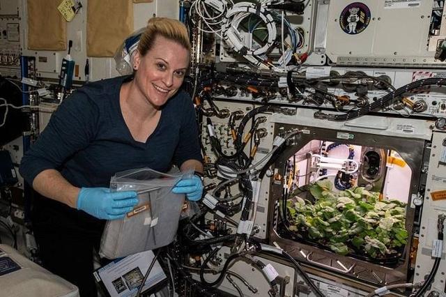 NASA收获史上首批太空萝卜 太空萝卜长什么样子？