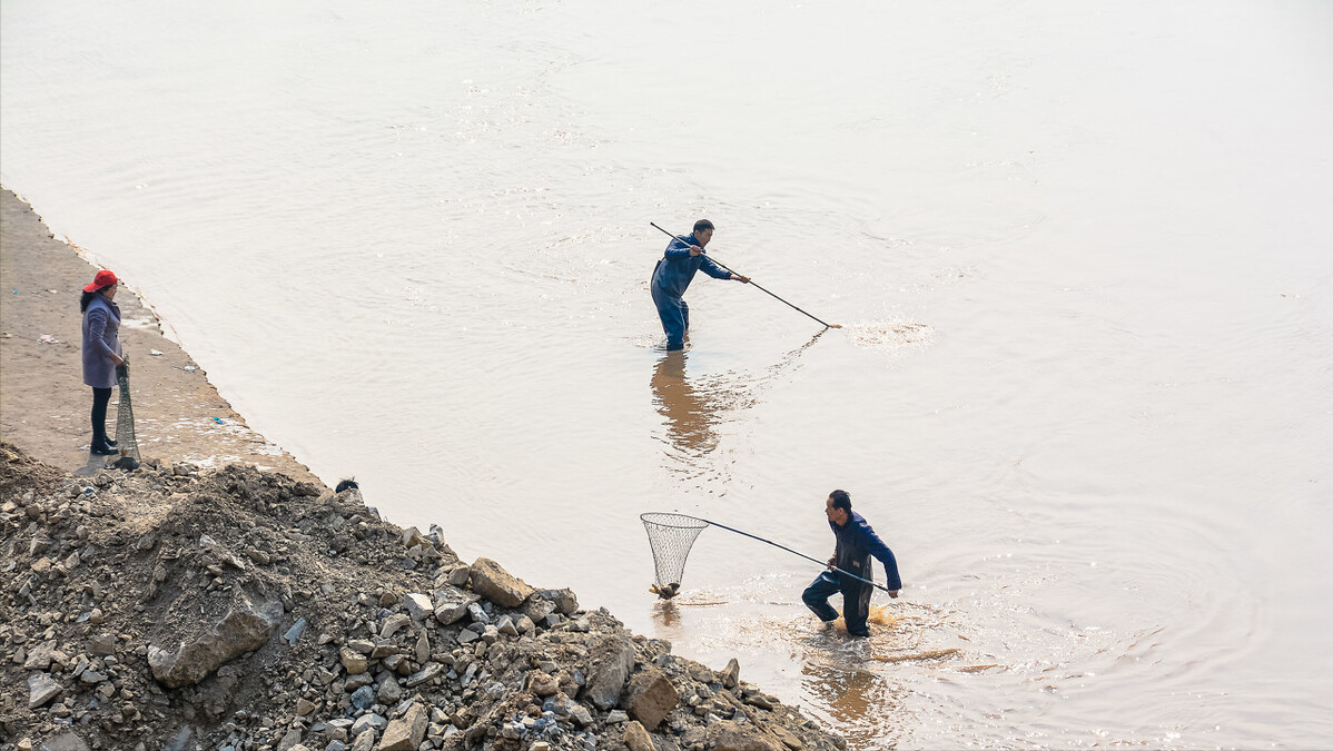 小浪底调沙20年,水库"流鱼"危害大,蓄水期能"保鱼"吗?