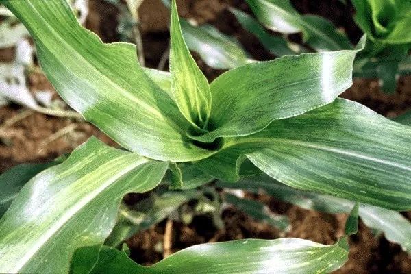 病虫害科普丨玉米矮花叶病的危害与防治