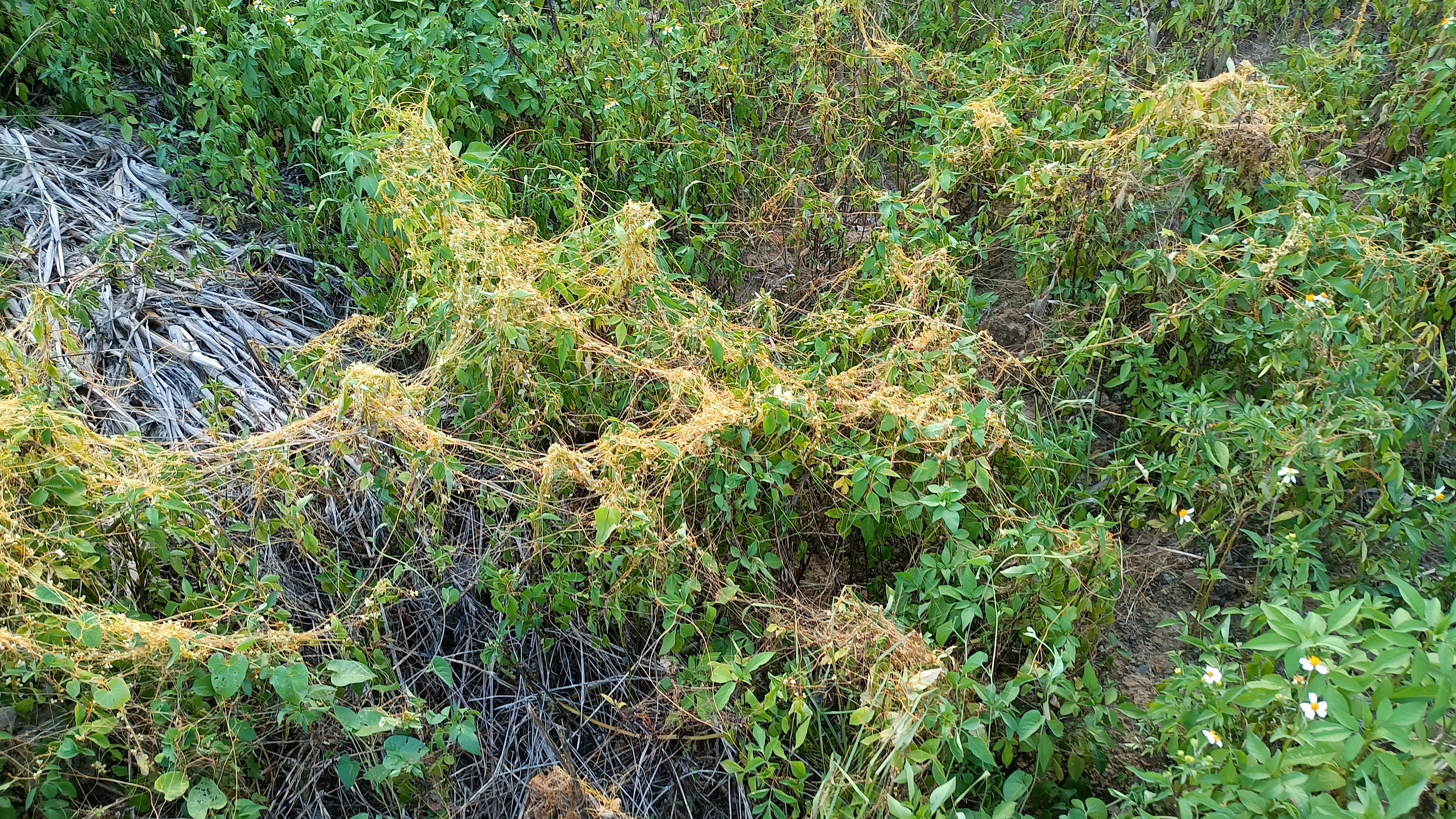 農村無根無藤的寄生植物,人稱菟絲子,男人們喜歡用來泡酒