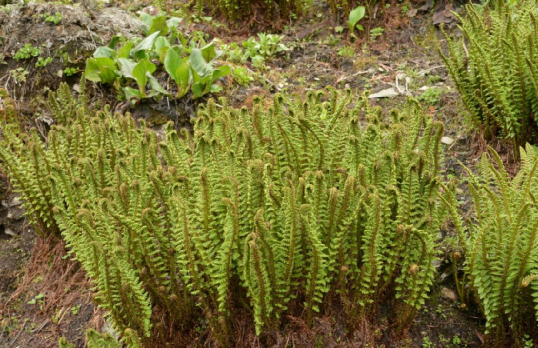 湖北活化石植物图片