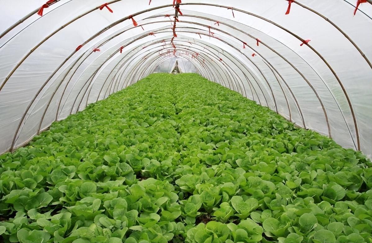 种什么菜不用施肥(种什么菜不用施肥和浇水)