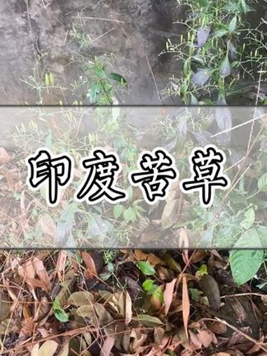 这种青草叫"印度苦草"!