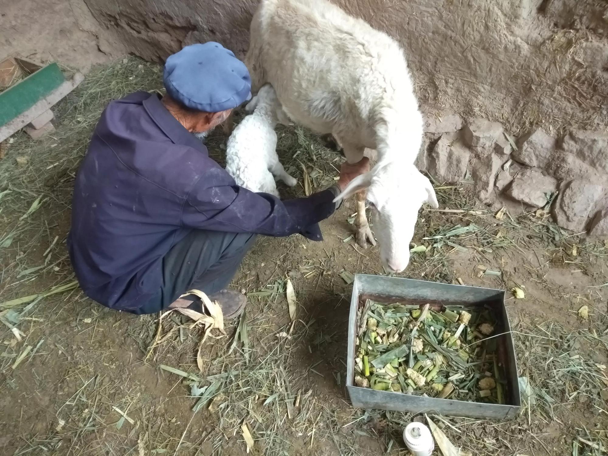 养羊的人很多,真正赚钱的却很少,都说逃不过"二八定律"