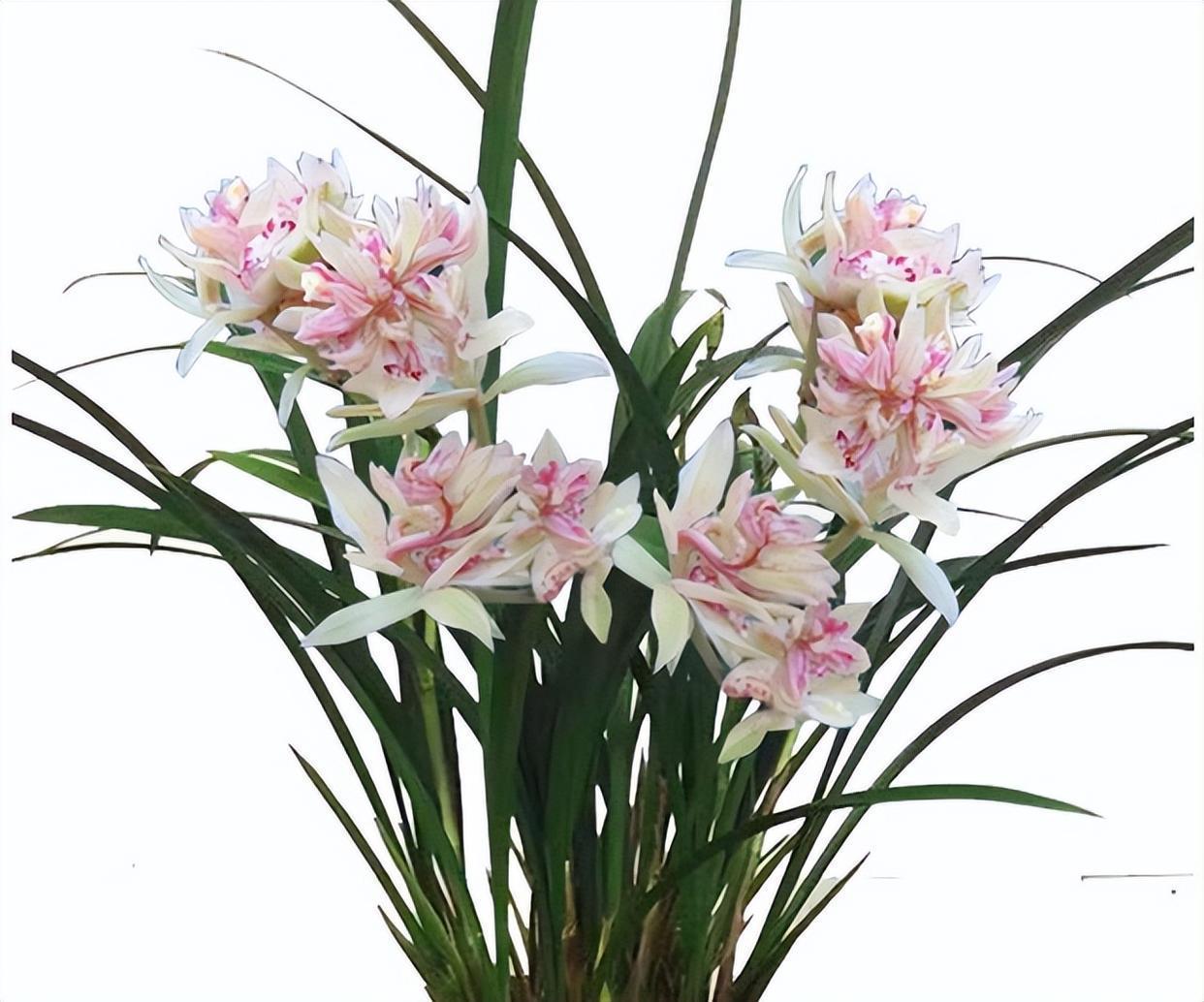 富山奇蝶兰花,花型奇特,花色艳丽,兰香怡人,新手也能养好