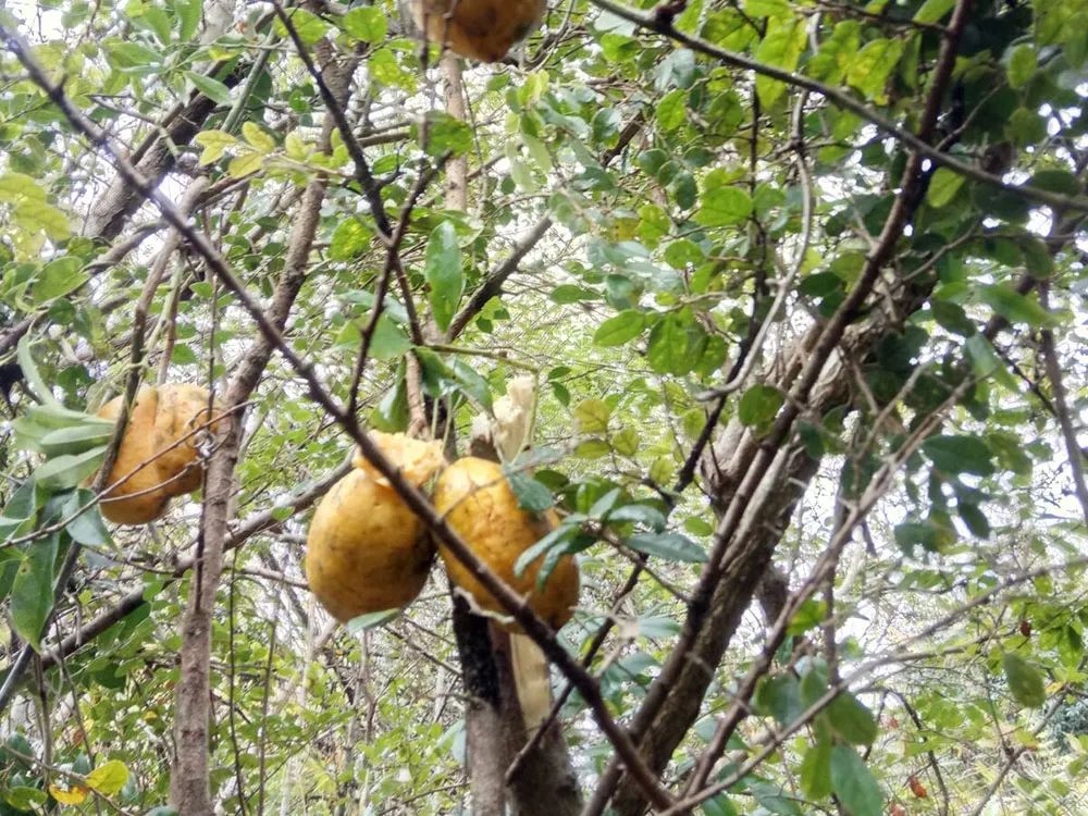 山里这种野木瓜熟了,曾是农村娃儿时零食,如今15元/斤成稀罕货