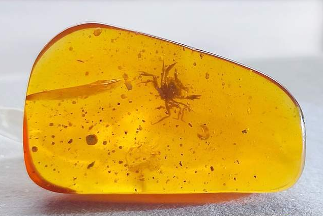 人的尸体放在琥珀中还会腐烂吗?为什么?