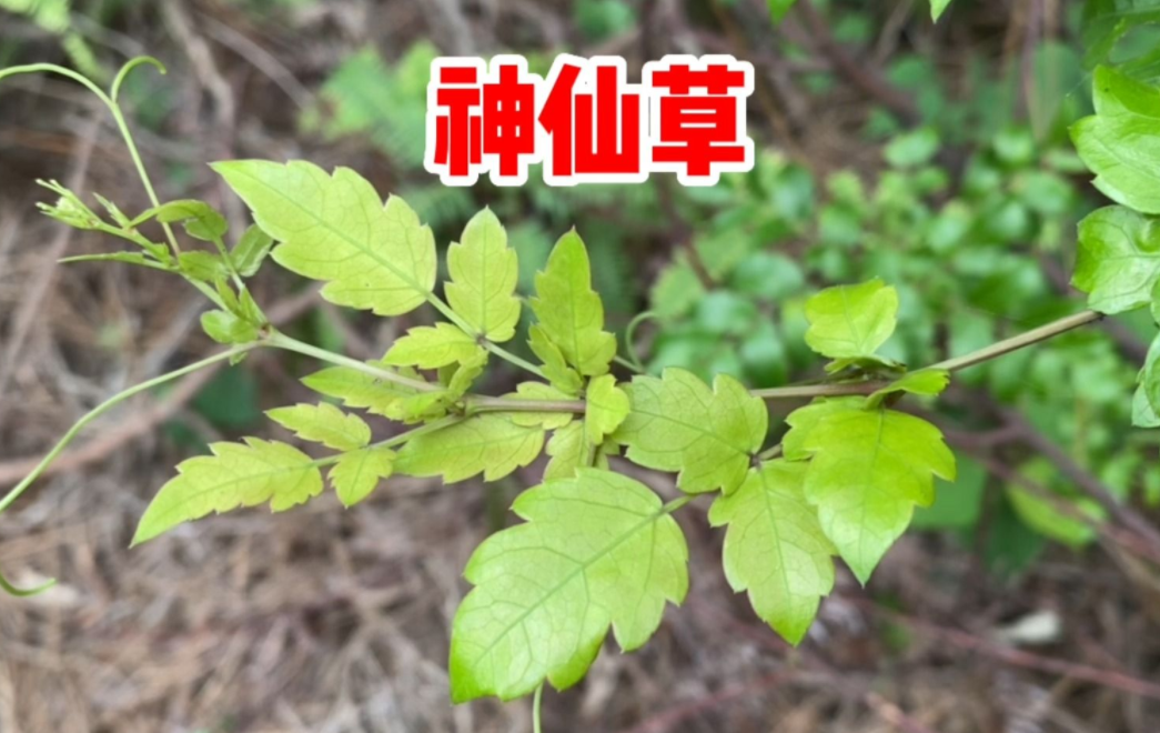 显齿蛇葡萄,又称神仙草,藤茶,3重作用,价值高,农民要了解!