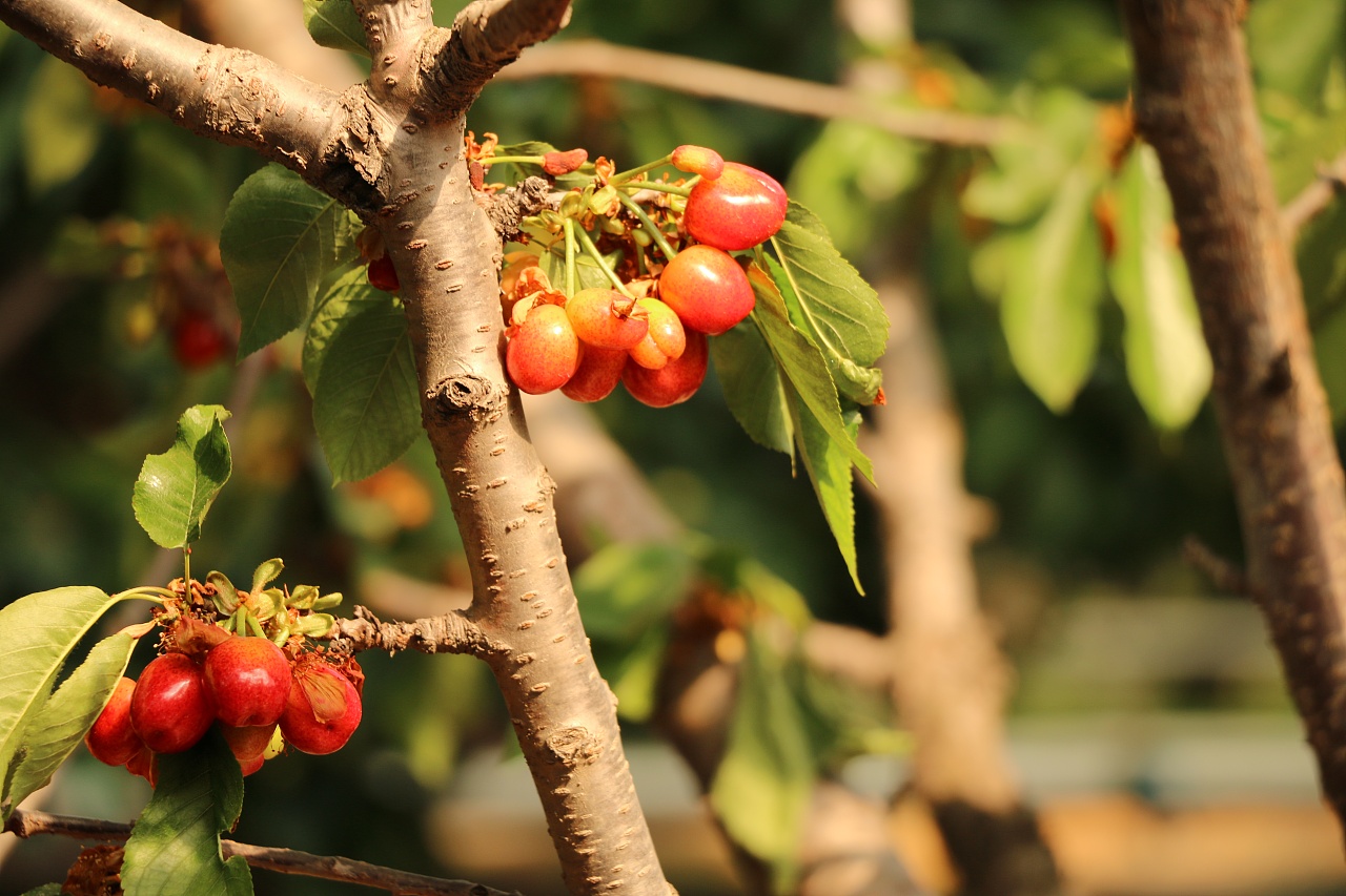 樱桃树冬季管理事项:做好防冻工作,同时正确防治病虫害