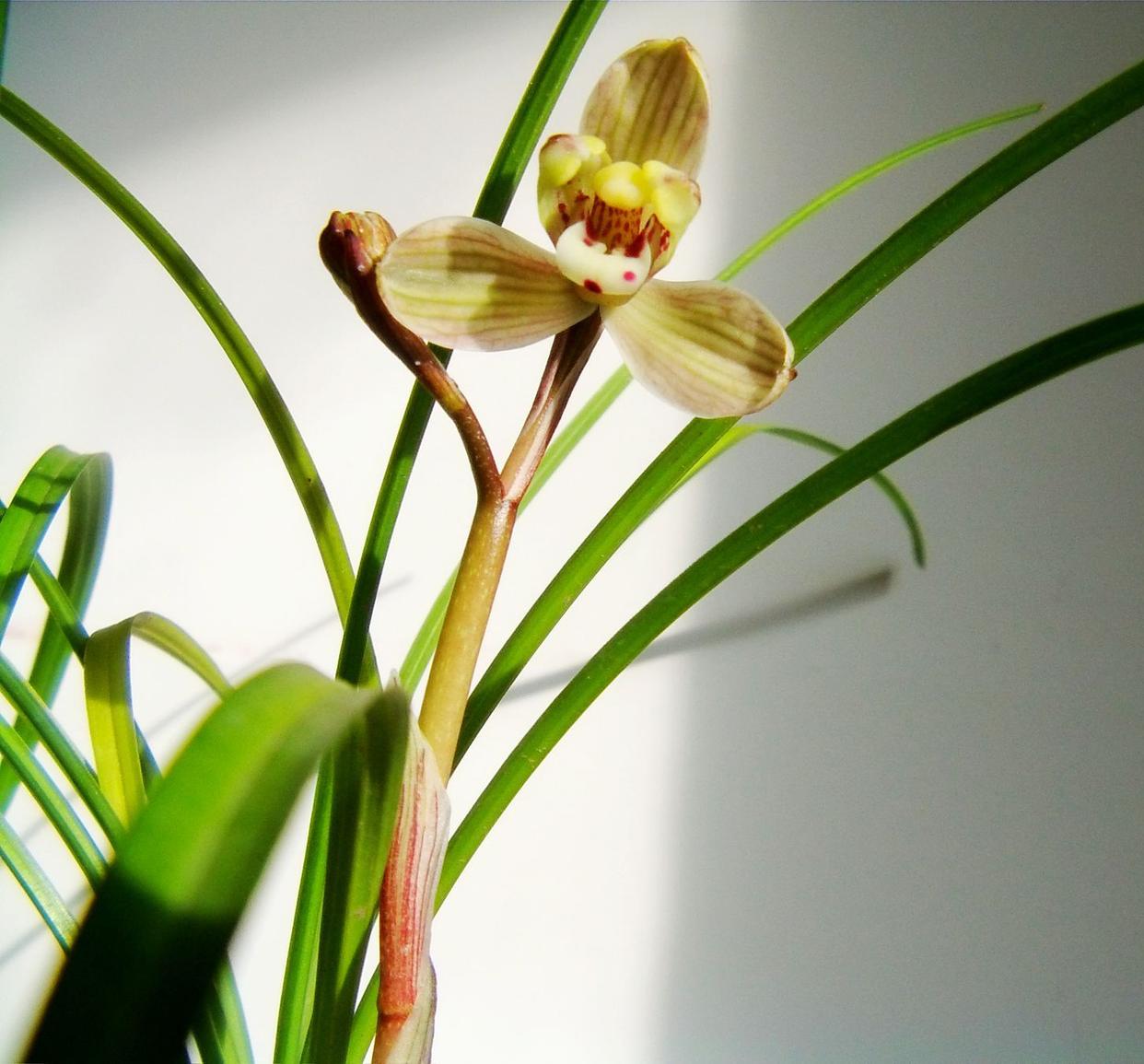 它是莲瓣兰铭品梅瓣花,素有"滇中第一梅"的美誉,广受兰友喜爱