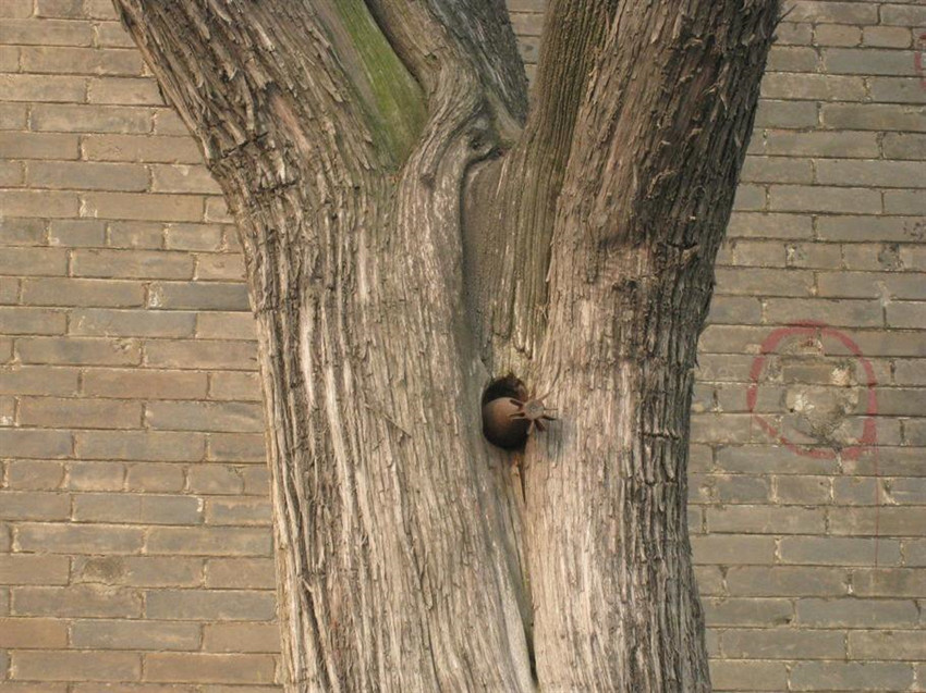 38年,日军向"老君台"连发13枚炮弹,结果全哑弹,原因至今成谜