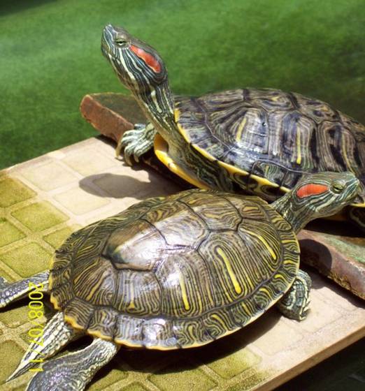 巴西龟开心时有哪些表现?