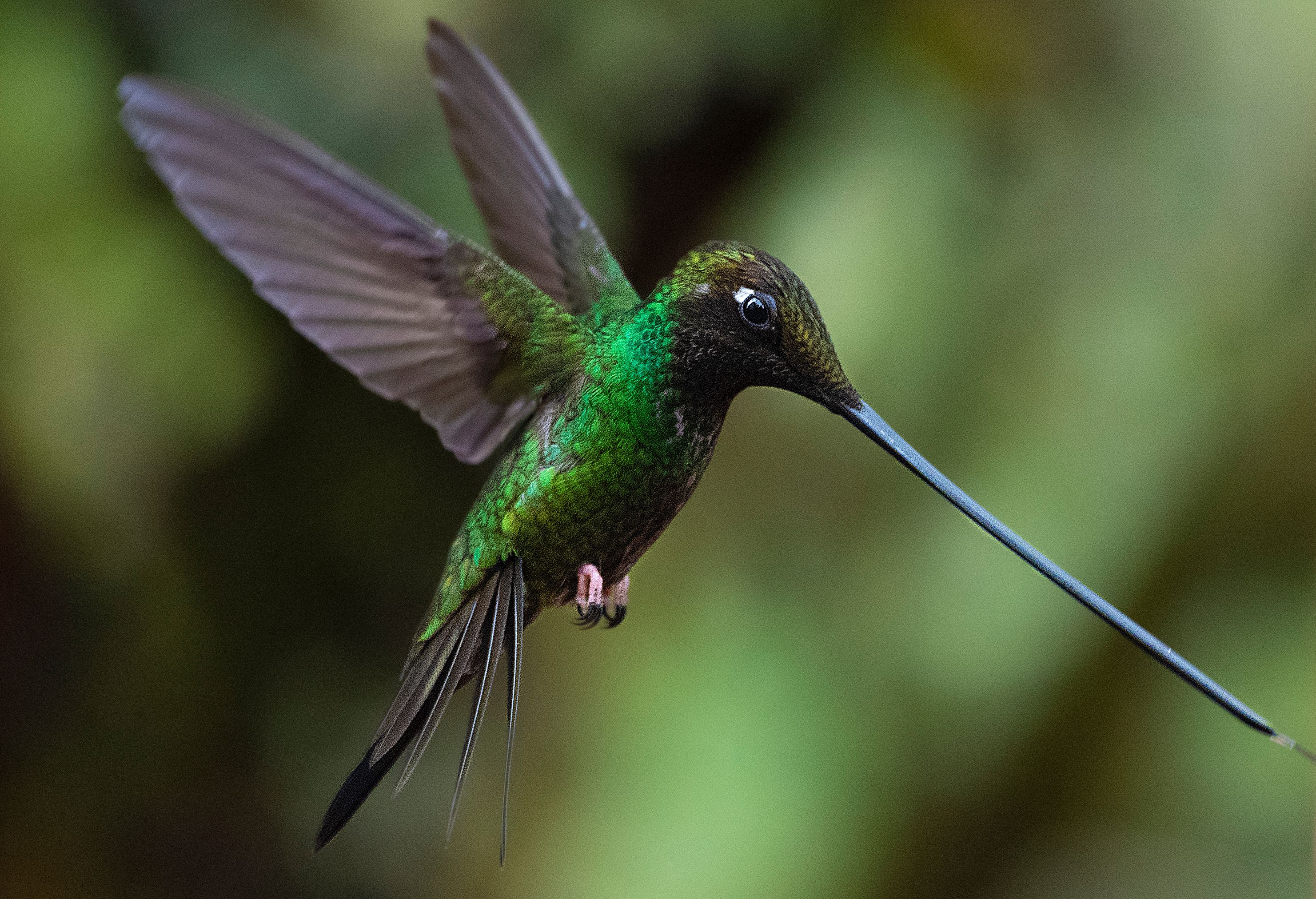 哥伦比亚的蜂鸟(2)