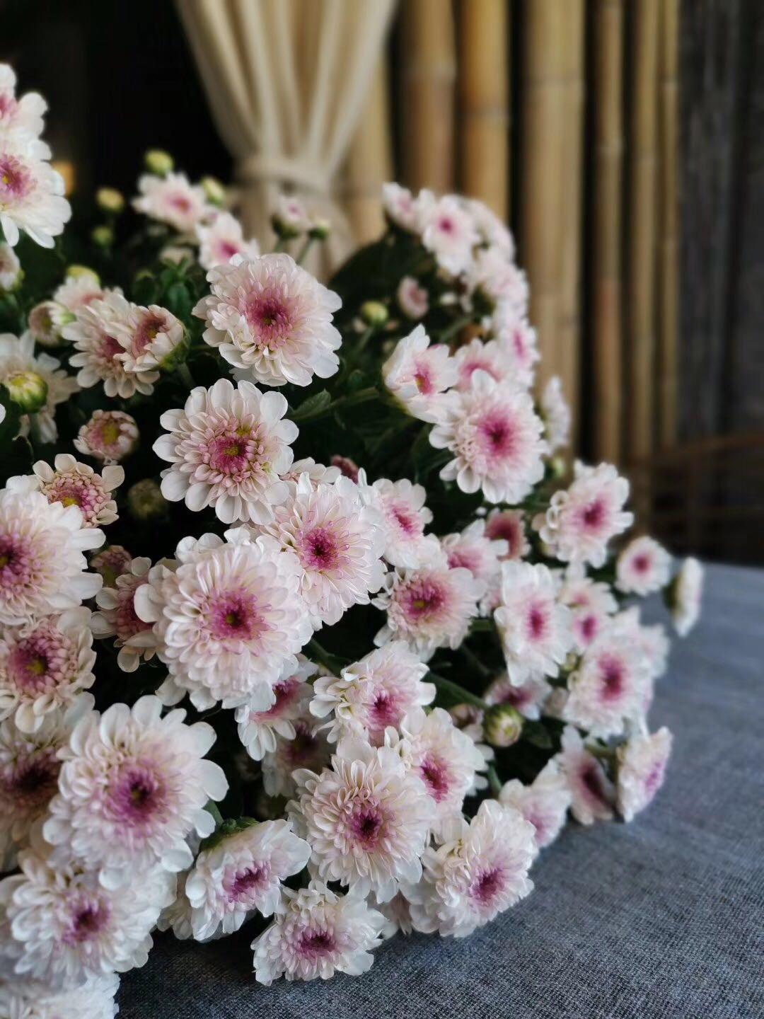 小雏菊清新雅致,寓意还真不少,这3个花语最常见