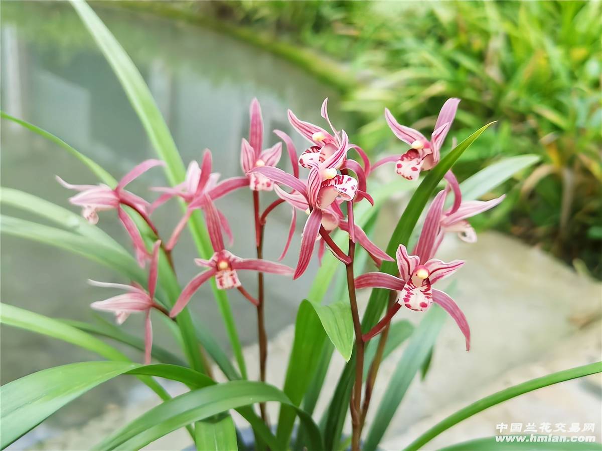兰花界的"汗血宝马",姿态优雅,养护简单,适合新手首选