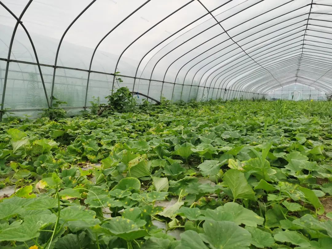 "齐贤蜜瓜"甜蜜上市啦!甜度高,口感佳!